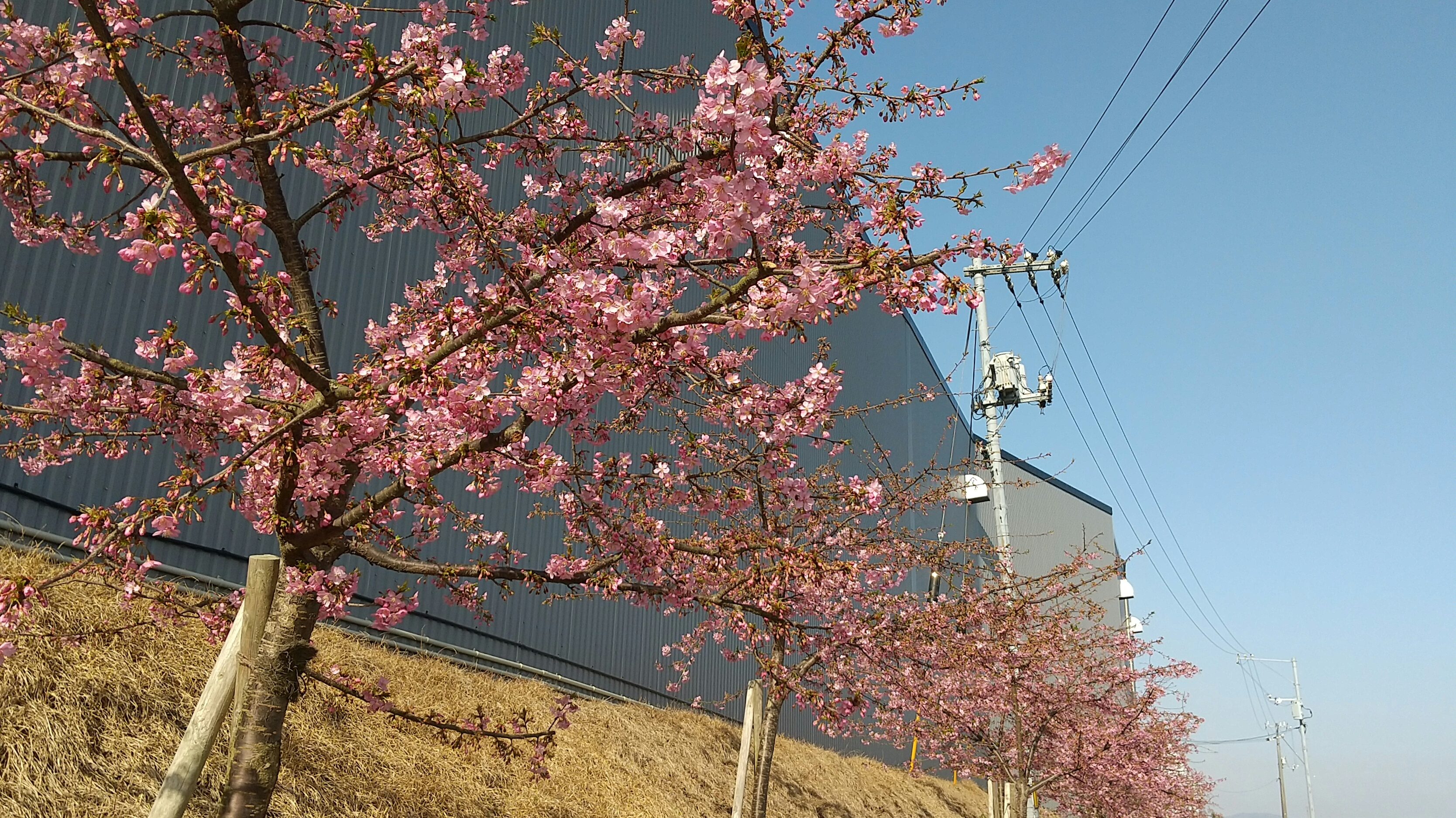 藤クリーンリサイクルセンターの河津桜が見頃です！